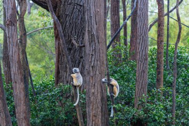 Two Verreaux's(Diademed) Sifakas climbing trees in a dense forest. The lemurs have white fur with dark patches and long tails. Andasibe Reserve, Madagascar. clipart