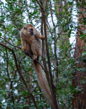 Madagaskar 'daki Andasibe Rezervi' nin yemyeşil yapraklarından süzülen bir ağaç dalına tünemiş kahverengi lemur (Eulemur fulvus) yakın plan fotoğrafı..