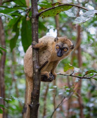 Madagaskar 'daki Andasibe Rezervi' nin yemyeşil yapraklarından süzülen bir ağaç dalına tünemiş kahverengi lemur (Eulemur fulvus) yakın plan fotoğrafı..