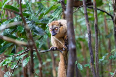 Madagaskar 'daki Andasibe Rezervi' nin yemyeşil yapraklarından süzülen bir ağaç dalına tünemiş kahverengi lemur (Eulemur fulvus) yakın plan fotoğrafı..
