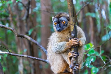 Madagaskar 'daki Andasibe Rezervi' nin yemyeşil yapraklarından süzülen bir ağaç dalına tünemiş kahverengi lemur (Eulemur fulvus) yakın plan fotoğrafı..