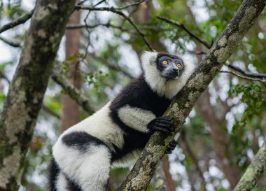 Bir siyah-beyaz yakut lemuru (Varecia variegata) sık bir ormanda bir dala tünemektedir. Lemurların eşsiz kürk desenleri ve canlı çevreleri vurgulandı. Andasibe Rezervi, Madagaskar.