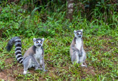 İki halka kuyruklu lemuru yemyeşil bir ormanda. Biri dik otururken diğeri kendine özgü çizgili kuyruklarını sergiliyor. Andasibe Rezervi, Madagaskar.