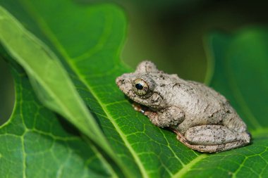 Bir Meintein ağaç kurbağasının (Chirixalus idiootocus) canlı yeşil yaprakların üzerine tünemiştir. Kurbağanın benekli gri teni yaprakların parlak renkleriyle çelişiyor. Yeni Tayvan Şehri, Tayvan.