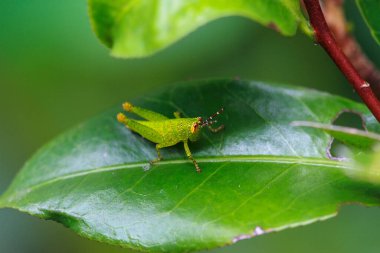 Xenocatantop 'ların canlı yeşil perisinin yakın çekimi, bir yaprağa nazikçe tünemiş türleri aşağılıyor. Karmaşık detaylar, yemyeşil yapraklarla tezat oluşturuyor. Yeni Tayvan Şehri, Tayvan.