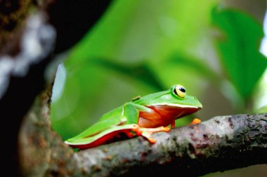 Canlı bir Turuncu Göbek Ağacı Kurbağası (Zhangixalus aurantiventris), pürüzsüz, koyu yeşil bir sırtı ve bir dala tünemiş turuncu-kırmızı bir göbeği vardır. Yeni Tayvan Şehri, Tayvan.