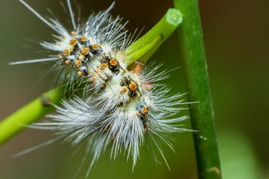 Küçük, tüylü bir tırtıl (Manulea hokopo), yeşil bir dala yapışmış turuncu ve beyaz işaretli. Uzun, ipeksi saçları mükemmel bir kamuflaj sağlıyor. Wulai, Tayvan.