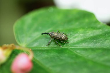 Yeşil yapraklı sarı çizgili bir buğday bitinin yakın çekim makrosu. Buğday bitinin beyaz çizgileri ve kanatlarında V şeklinde belirgin bir izi olan siyah bir vücudu vardır. Yeni Tayvan Şehri, Tayvan.