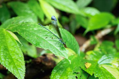 Yeşil göğsü ve siyah uçlu kanatları ve gri-beyaz pterostigması olan Çinli bir Greenwing Damselfly (Psolodesmus mandarinus dorothea) yeşil bir yaprağın üzerinde açıkça görülebilir. Tayvan