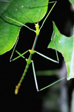 Bir yeşil sopa çekirgesi (Phraortes elongatus) bir dala tutunur. Böceğin göğüs ve karın boyunca uzun antenleri ve kırmızı çizgileri vardır. Yeni Tayvan Şehri, Tayvan.