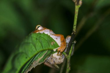 Bir Brauer ağaç kurbağasının yakın çekimi gece yeşil bir yaprağa tünemişti. Kurbağanın kendine özgü işaretleri olan kahverengimsi turuncu bir vücudu var. Yeni Tayvan Şehri, Tayvan.