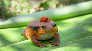 Büyük bir domates kurbağası (Dyscophus antongilii) nesli tükenmekte olan zehirli bir ok kurbağası olan küçük bir mantella kurbağası (Mantella aurantiaca) taşır. Her iki tür de Madagaskar 'a özgü..