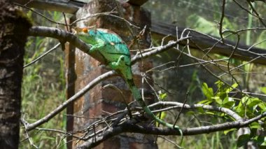 Turuncu gözlü ve siyah çizgili yeşil derili bir Bukalemun yavaşça bir dala tırmanıyor. Bukalemunun kafasında bir boynuz ve kıvrık bir kuyruğu var. Peyrieras Madagaskar Egzotik Bölgesi.
