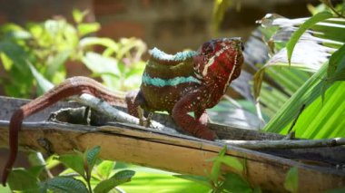 Koyu kırmızı derili ve beyaz çizgili canlı bir panter bukalemunu ağaç dalında sürünüyor. Kuyruğu kıvrılmış ve gözleri kamera dışında bir şeye odaklanmış. Madagaskar.