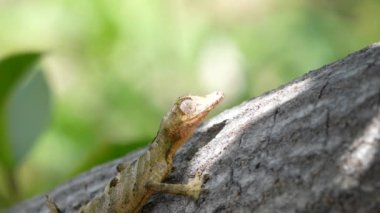 Dev Yaprak kuyruklu bir kertenkele ağaç gövdesi üzerinde mükemmel bir şekilde kamufle olmuş, gövdesi kabukla kusursuz bir şekilde harmanlanmış. Kertenkelenin yaprak şeklindeki eşsiz kuyruğu ve büyük, anlamlı gözleri görülebilir. Madagaskar.