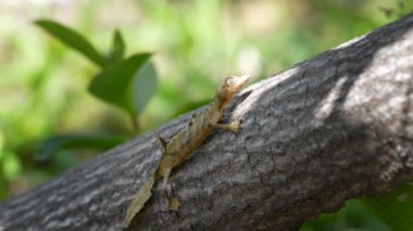 Dev Yaprak kuyruklu bir kertenkele ağaç gövdesi üzerinde mükemmel bir şekilde kamufle olmuş, gövdesi kabukla kusursuz bir şekilde harmanlanmış. Kertenkelenin yaprak şeklindeki eşsiz kuyruğu ve büyük, anlamlı gözleri görülebilir. Madagaskar.