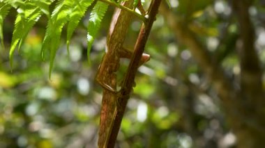 Dev Yaprak kuyruklu bir kertenkele ağaç dalında ustalıkla kamufle edilir, kırmızı-kahverengi teni kabukla kusursuz bir şekilde harmanlanır. Peyrieras Madagaskar Egzotik Bölgesi.