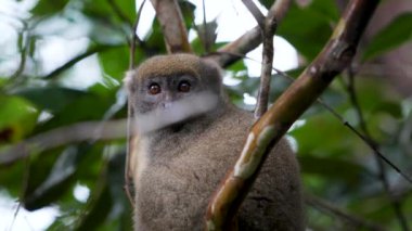 Bir ağaç dalına tünemiş bir Bambu Lemur 'un yakın çekimi. Lemur 'un yumuşak, kahverengimsi gri kürkü ve parlak, anlamlı gözleri vardır. Andasibe Rezervi, Madagaskar.