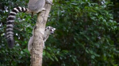 Halka kuyruklu bir lemur orman zemininde oturur, dili yana bakarken dışarı çıkar. Lemur 'un uzun, halka şeklinde kuyruklu siyah, beyaz ve gri kürkü vardır. Andasibe Rezervi, Madagaskar.