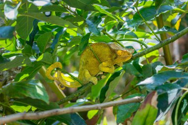 A perfectly camouflaged Parson's chameleon blends seamlessly with the lush green foliage. The chameleon's unique horns and large eyes are just visible. Reserve Peyrieras Madagascar Exotic. clipart