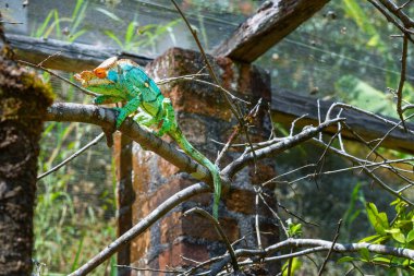 A priest chameleon with orange eyes, yellow-green skin, and black stripes slowly climbed up the branch. Chameleons have horns on their heads and long tails. Reserve Peyrieras Madagascar Exotic. clipart