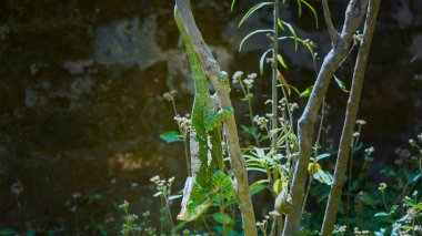 A Parson's Chameleon (Calumma parsonii) with green and yellow skin, perched on a branch. The chameleon is extending its tongue to catch insects in the grass. Reserve Peyrieras Madagascar Exotic. clipart