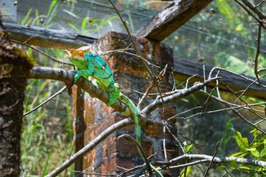 A priest chameleon with orange eyes, yellow-green skin, and black stripes slowly climbed up the branch. Chameleons have horns on their heads and long tails. Reserve Peyrieras Madagascar Exotic. clipart