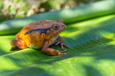 A vibrant orange Tomato Frog(Dyscophus antongilii) resting on a green leaf. The frog's distinctive color and texture are highlighted. Andasibe Reserve, Madagascar. clipart