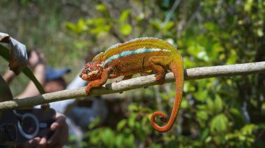 A vibrant panther chameleon with dark red skin and white stripes crawls on a tree branch. Its tail is curled and its eyes are focused on something off camera. Madagascar. clipart