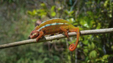Koyu kırmızı derili ve beyaz çizgili canlı bir panter bukalemunu ağaç dalında sürünüyor. Kuyruğu kıvrılmış ve gözleri kamera dışında bir şeye odaklanmış. Madagaskar.