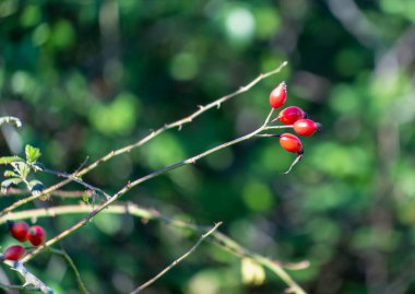 Yeşil bir dalda olgun kırmızı gül kalçalı yakın plan. Görüntü, bu küçük, etli meyvelerin canlı renklerini ve doğal güzelliklerini sergiliyor. İspanya 'nın Sierra de Aracena bölgesi.