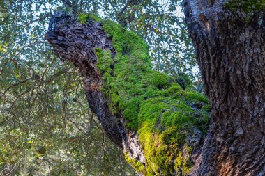 Ağacın dokulu kabuğunu gösteren canlı yeşil yosunlarla kaplı bir meşe gövdesine yakın plan. Mantar meşeleri yerel ekosistem ve İber domuz çiftliği için hayati önem taşır, İspanya.