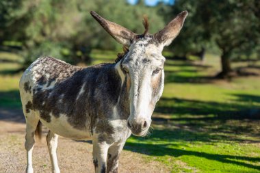 Çiftlikte duran büyük kulaklı benekli bir eşeğin yakın çekimi. Eşeğin paltosu beyaz ve koyu kahverengi yamaların bir karışımıdır. Sierra de Aracena, İspanya.