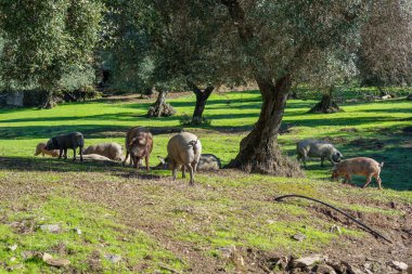 Sierra de Aracena 'da yeşil bir çayırda özgürce otlayan bir grup İber domuzu. Bu bölge yüksek kaliteli jambon ve mantar üretimi ile ünlüdür, İspanya.
