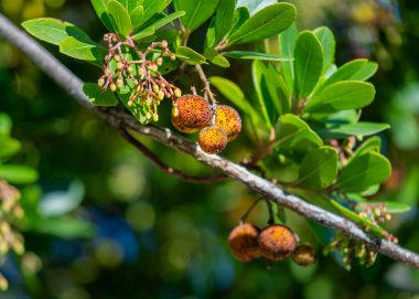 Close-up of ripe, orange-red Arbutus unedo berries hanging on a branch with green leaves. Detail of the fruit of the strawberry tree in its natural environment, Sierra de Aracena, Spain. clipart