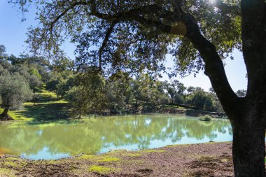 İber domuz çiftliğindeki ağaçları yansıtan bir göletin sakin manzarası. Mantar meşeleri domuzlar için meşe palamudu ve mantar için ağaç kabuğu sağlar. Sierra de Aracena, İspanya.
