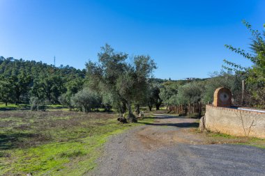 Mavi gökyüzünün altında ağaçlar ve yeşil tarlalar olan kırsal bir arazide uzanan çakıl yolu. Sierra de Aracena, İspanya 'da huzurlu bir manzara.