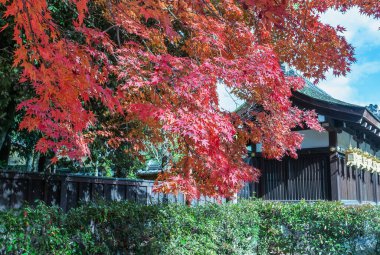Canlı kırmızı akçaağaç yaprakları Shimogamo Tapınağı 'nda geleneksel bir bina çerçevesi oluşturuyor. Tarihi bir ortamda güzel bir sonbahar sahnesi. Japonya, Kyoto 'da yer almaktadır..