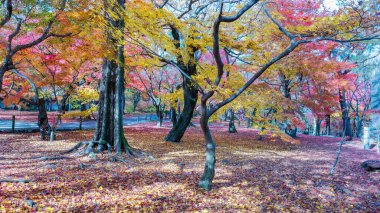 Kırmızı ve turuncu akçaağaç yapraklarından oluşan çarpıcı bir halı Tofuku-ji Tapınağı 'nın zeminini kaplıyor. Sakin bir sonbahar sahnesi. Kyoto, Japonya.