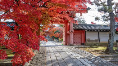 Canlı kırmızı akçaağaç yaprakları Kyoto 'daki Shinnyo-do Tapınağı' na giden taş yolun üzerinde bir tepe örtüsü oluşturuyor. Sonbaharın canlı renkleri resmedilmeye değer bir sahne yaratır. Kyoto, Japonya.