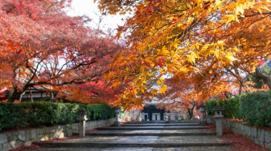 Shinnyo-do Tapınağı 'na giden taş basamaklar kırmızı, turuncu ve sarı tonlarda canlı sonbahar yeşillikleri ile çerçevelenmiş. Tarihi bir tapınakta huzurlu ve renkli bir sahne. Shinnyo-do Tapınağı, Kyoto, Japonya.
