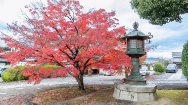 Canlı kırmızı bir akçaağaç Shinnyo-do Tapınağı 'nda geleneksel bir taş fenerin yanında duruyor ve güzel bir sonbahar sahnesi yaratıyor. Doğa ve kültürün bir karışımı. Shinnyo-do Tapınağı, Kyoto, Japonya.