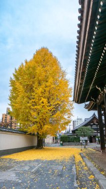 Canlı altın yaprakları olan büyük bir ginkgo ağacı geleneksel bir Japon tapınak binasının yanında duruyor. Düşen yapraklar zemini kaplar. Honpoji Tapınağı, Kyoto, Japonya.