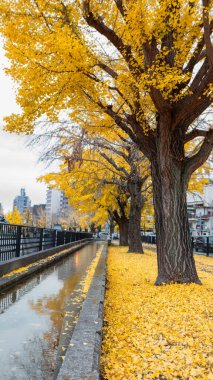 Bir sıra altın ginkgo ağacı Japonya 'nın Kyoto kentindeki Horikawa Kanalı' nı kaplar. Düşen yapraklar kanal boyunca sarı bir halı oluşturur. Popüler bir sonbahar sahnesi. Horikawa Kanalı, Kyoto, Japonya.