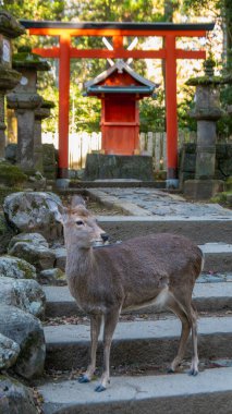 Arka planda kırmızı bir torii kapısı ve türbesi olan taş basamaklarda duran bir geyik. Antik taş fenerler huzurlu atmosfere eklenir, Kyoto, Japonya.