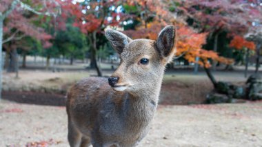 Canlı sonbahar yapraklarının arasında bir geyik duruyor. Arka planda ek geyik ve geleneksel Japon mimarisi, Kyoto, Japonya.