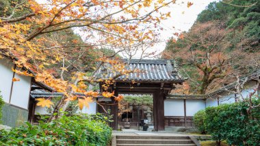 Canlı sonbahar yapraklarıyla bezenmiş geleneksel Japon ahşap kapısı Kyoto 'daki Saisho-in Tapınağı' nın sakin avlusuna açılıyor. Kapıda ahşap kirişler ve fayanslı bir çatı bulunuyor. Japonya.