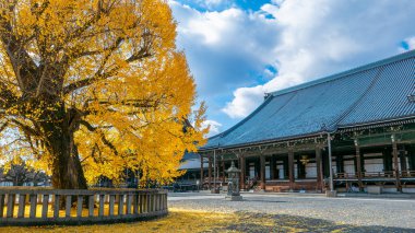 Kyoto, Japonya - 17 Aralık 2024: Altın ginkgo yaprakları Nishi Hongan-ji Tapınağı 'nın geleneksel ahşap mimarisini çerçevelemektedir. Tarihi bir ortamda huzurlu bir sonbahar sahnesi.