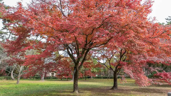 Kyoto İmparatorluk Sarayı 'nda sonbaharda canlı kırmızı akçaağaç ağaçları alevlenir. Sonbaharda Japonya 'nın doğal güzelliğini gösteren sakin bir manzara. Japonya.