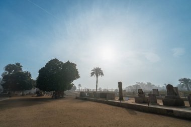 Memphis Müzesi, Mısır - 14 Ocak 2025 Memphis Müzesi 'nde tarihi taş eserler ve palmiye ağaçları görülebilir. Sis, dingin ve gizemli bir atmosfer yaratır..